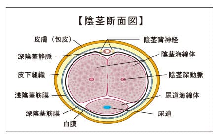 陰茎断面図