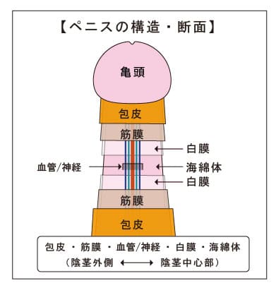 ペニスの構造・断面図
